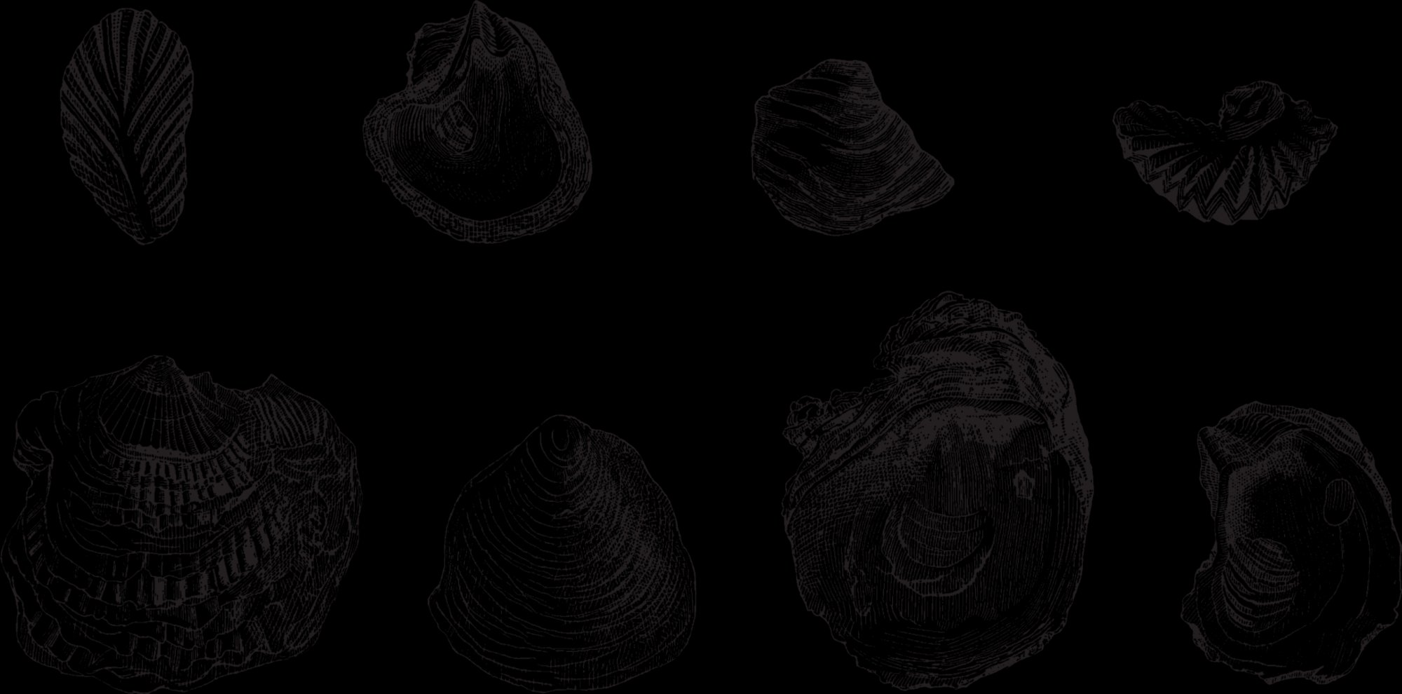 An engraved oyster shell with a textured, ruffled rim